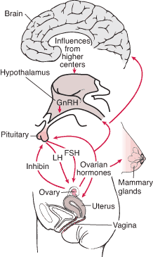Ovarian hormones have direct and indirect effects on other tissues (eg, bone, skin, muscle). FSH = follicle-stimulating hormone; GnRH = gonadotropin-releasing hormone; LH = luteinizing hormone.