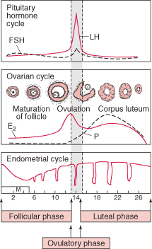 The idealized cyclic changes in pituitary gonadotropins, estradiol, progesterone (P), and uterine endometrium during the normal menstrual cycle.