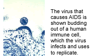 The virus that causes AIDS is shown budding out of a human immune cell, which the virus infects and uses to replicate.