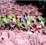 Photo of people spreading coca leaves for drying