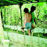 Photo of two men stomping coca leaves in a plastic-lined pit