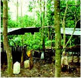 Photo of a cocaine processing lab in crude sheds in a forest