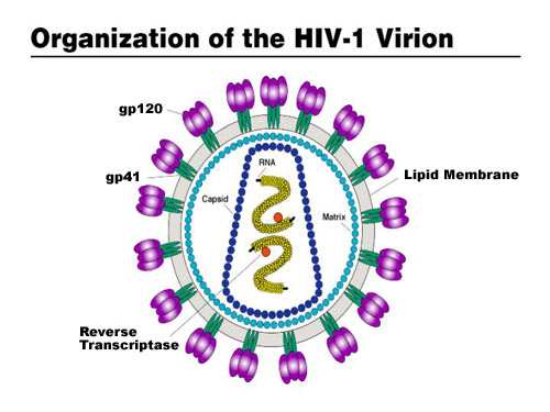 Graphic: Structure of HIV: Organization of the HIV-1 Virion, showing GP12, GP41, lipid membrane, and reverse transcriptase