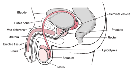 Male Reproductive Organs