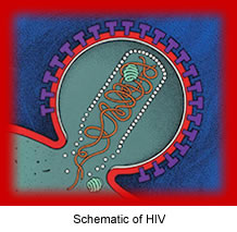 Schematic of HIV