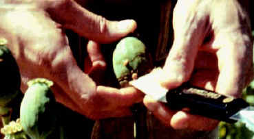 Dried opium being scraped off of an opium poppy pod