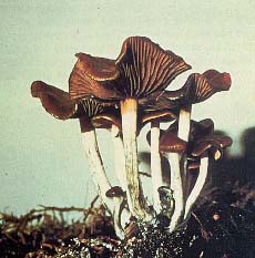 Dark brown mushrooms with white stems
