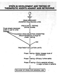 Developing a treatment for HIV/AIDS involves numerous steps.