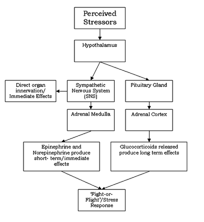 Diagram of the Stress Response